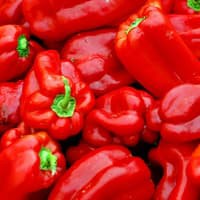 Benih Bibit Biji - Paprika Merah Red Star Sweet Bell Pepper F1 Hibrida Seeds