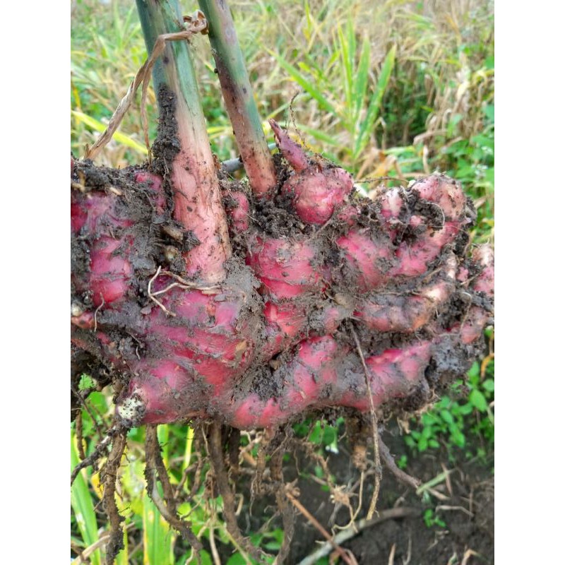 

JAHE MERAH SUPER berat 500 Gram ( 0,5 kg) pengiriman DARI MEDAN