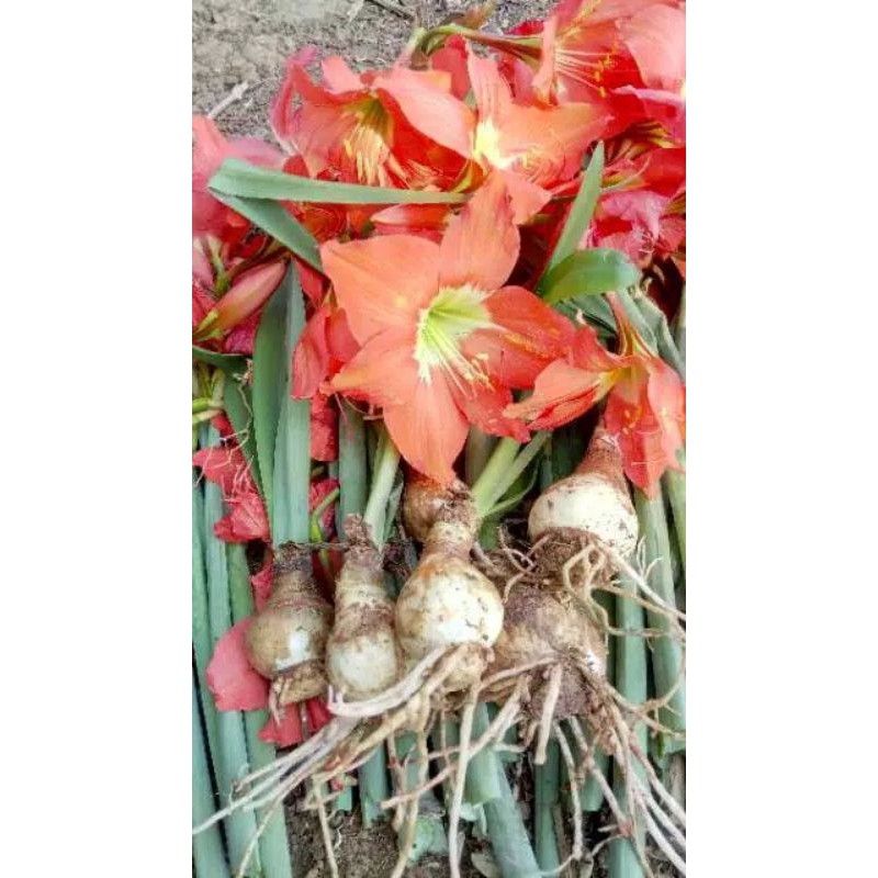

umbi amarilis murah (1kg isi 15biji)