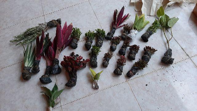 Tanaman Hias Bibit Daun Crokot Merah