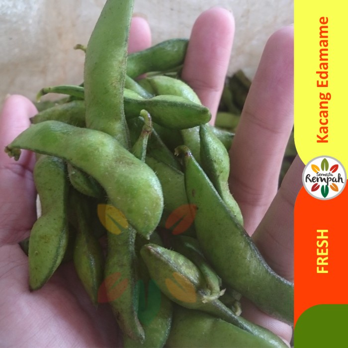 Edamame / Kacang Edamame Segar 1kg Perkebunan Lokal  Semesta rempah