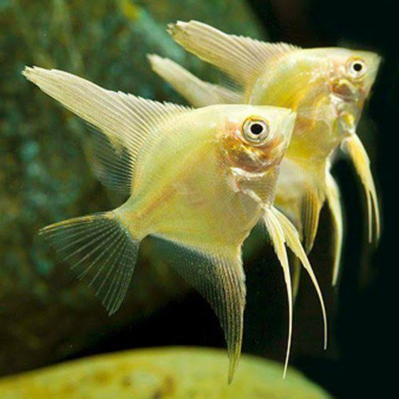 

ikan manfish golden aquaskep