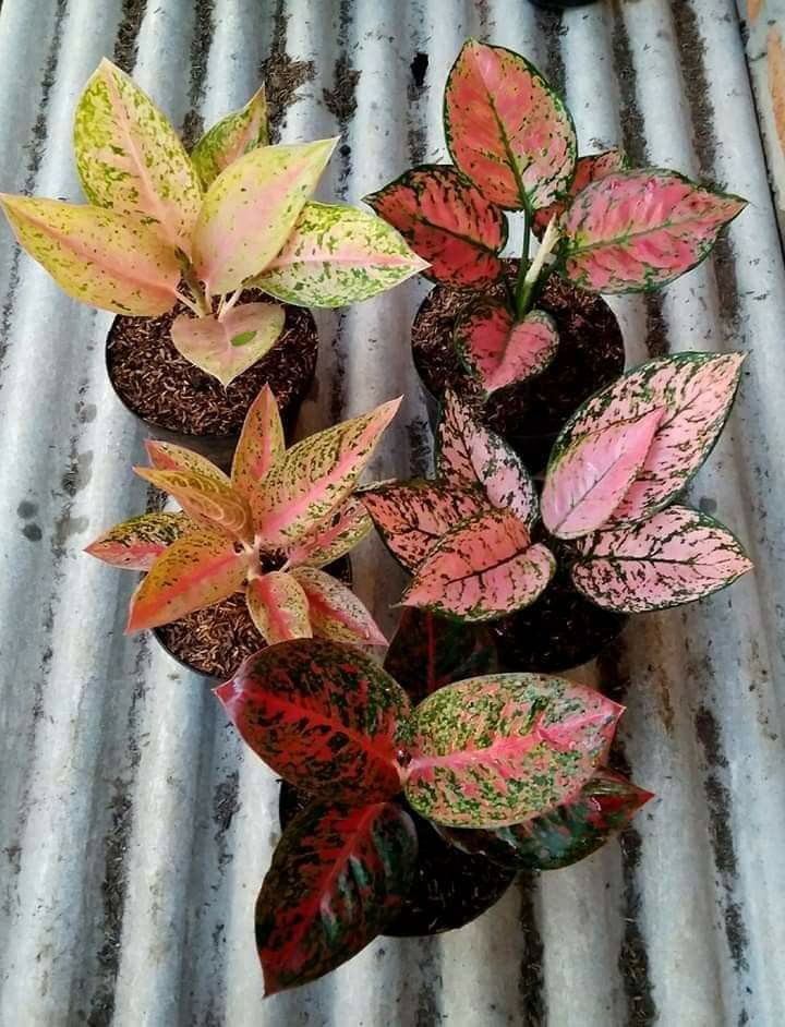 Tanaman Hias Aglonema Red Anja / Red Anjamani / Red Aglonema