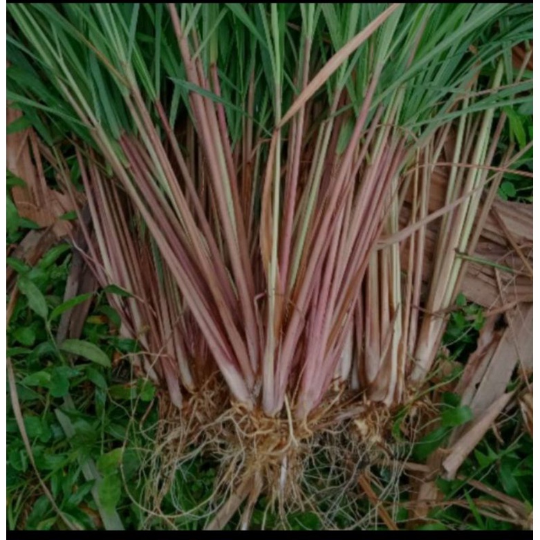

sereh wangi/sereh merah