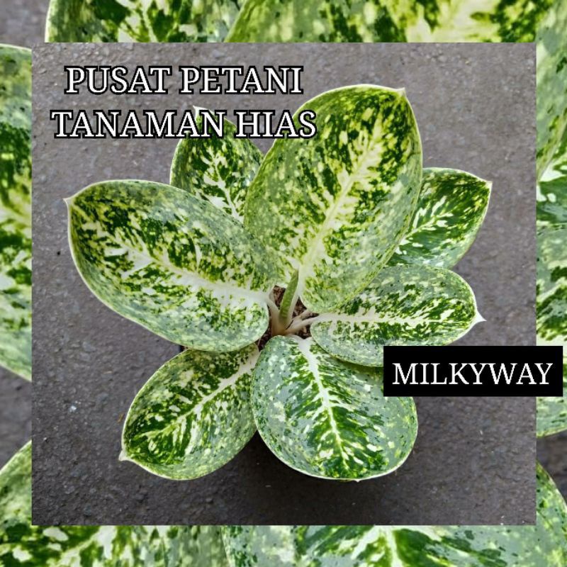 Bibit aglonema bonggol Milky way PUSAT PETANI TANAMAN HIAS