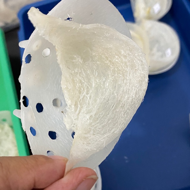 Sarang Burung Walet / Iler Walet / Birdnest Gan tiao Kalimantan Super Grad A