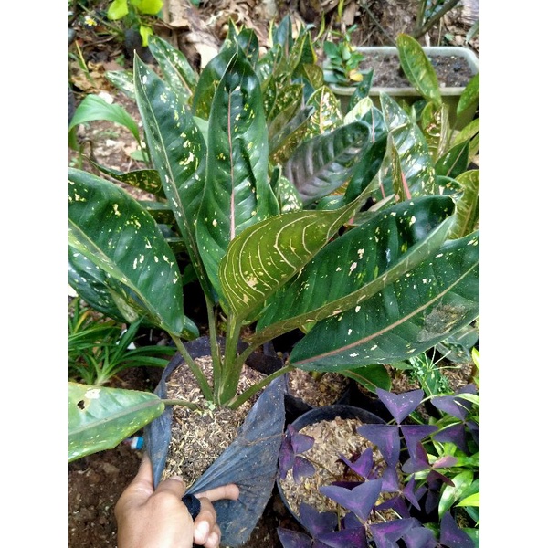 aglonema donakarmen hijau/aglonema donakarmen murah