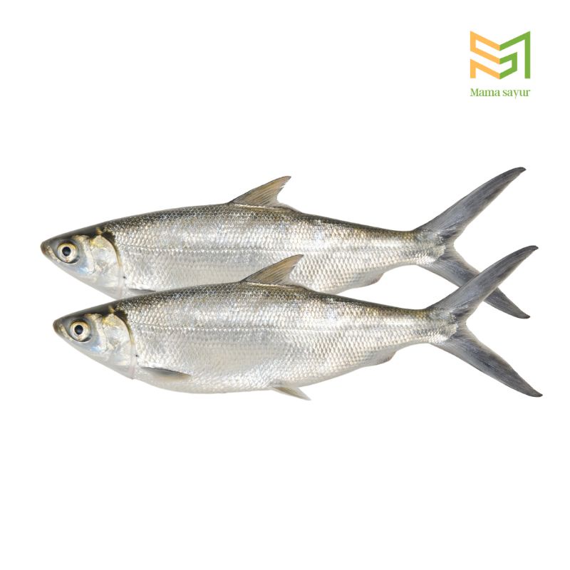 

Ikan Bandeng Bolu Fresh Per Pack