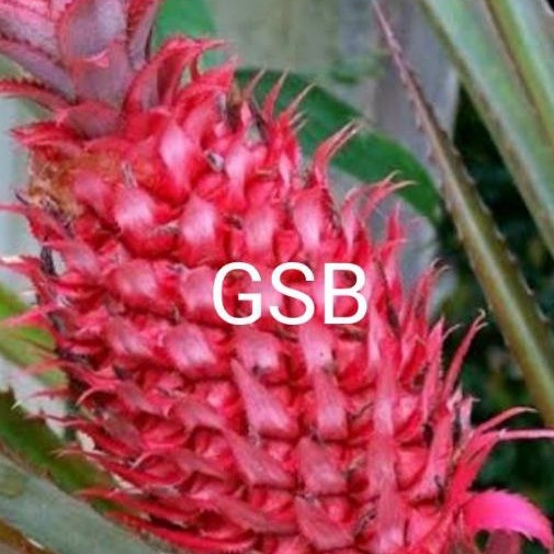 

Buah nanas merah nanas muda 250 gram fresh ready
