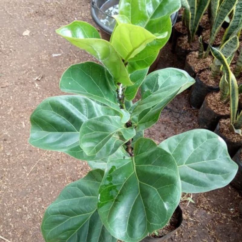 Tanaman hias pohon ketapang biola mini_biola cantik