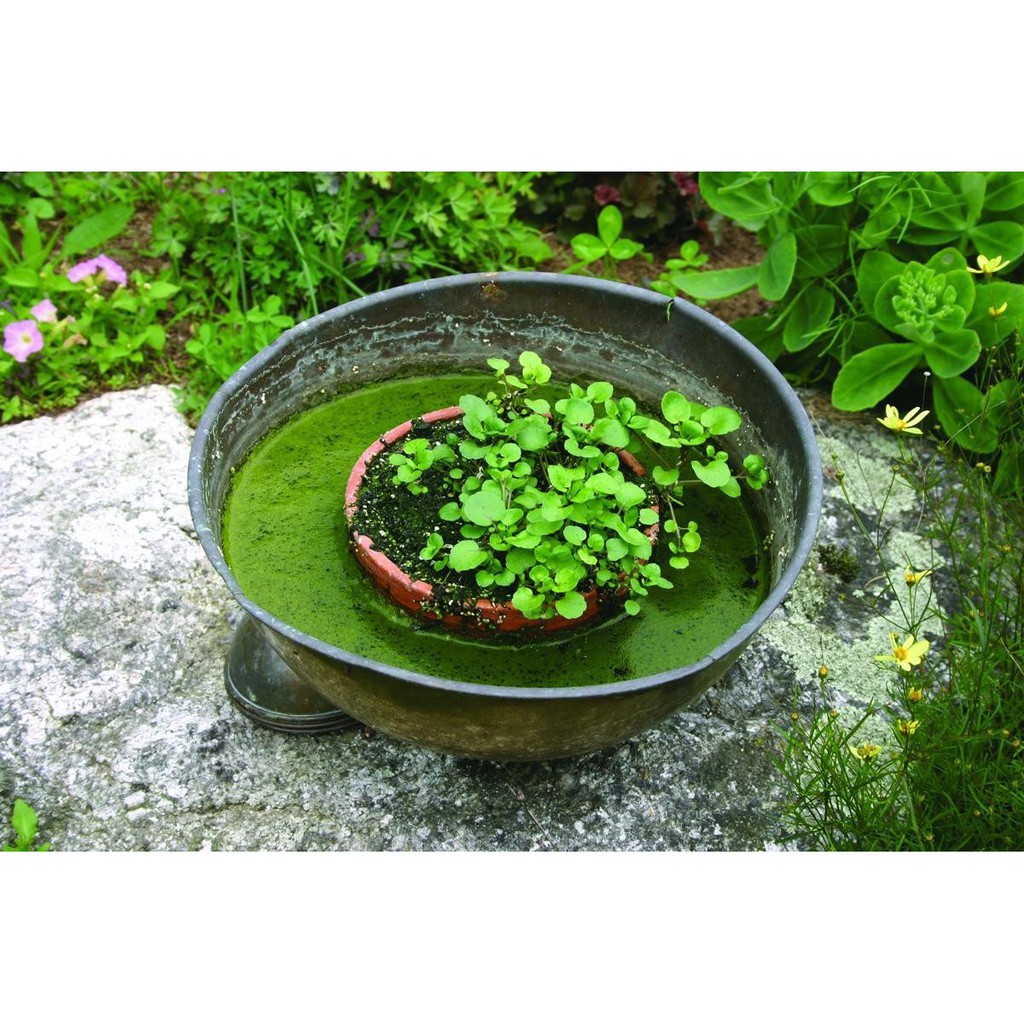 Benih-Bibit Selada Air-True Watercress (Haira Seed)