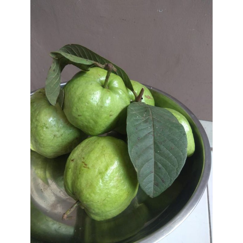 

jambu kristal murah