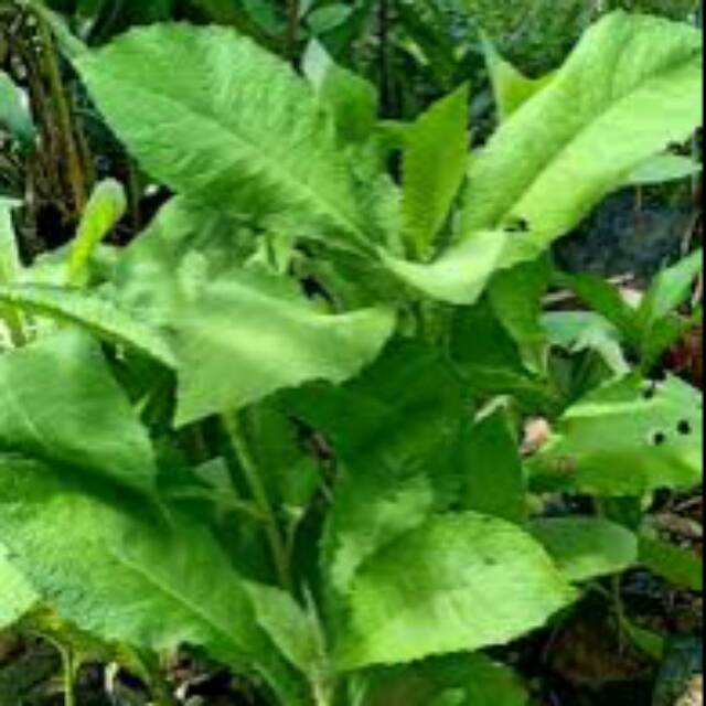 

Daun sembung 500 gr