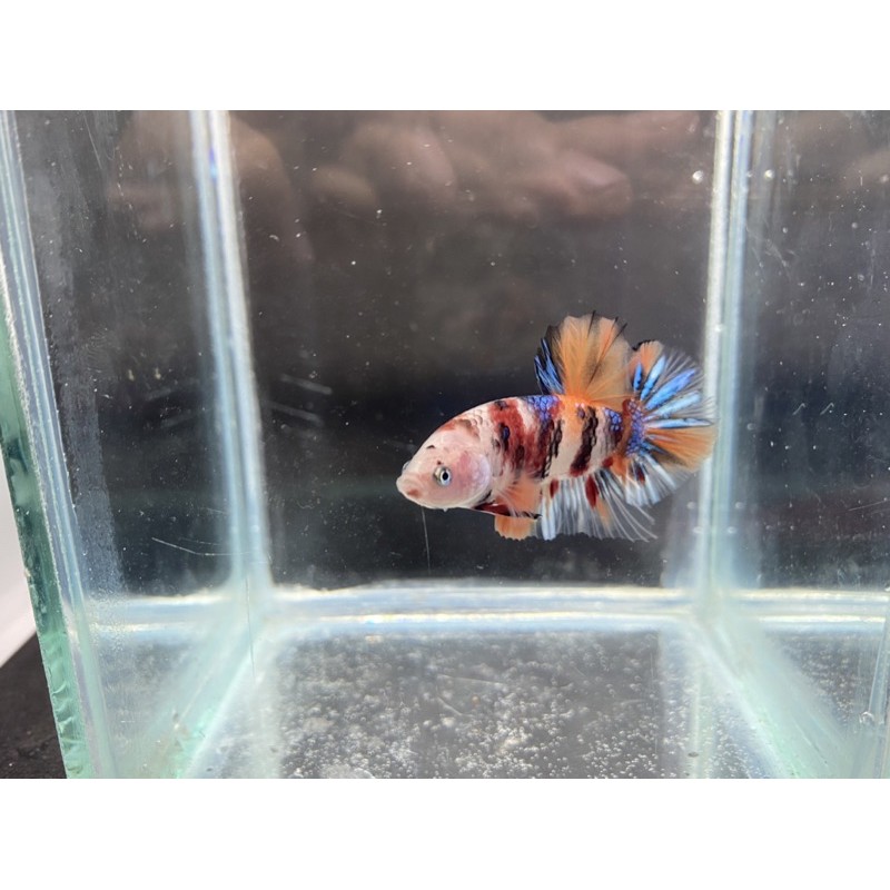 cupang koi multi galaxy masking