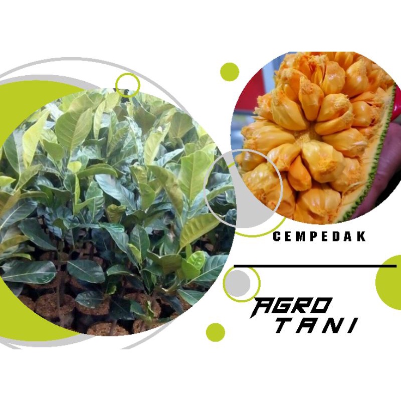bibit cempedak