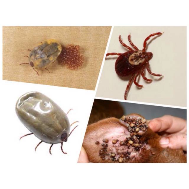 Ramuan Herbal ANTI KUTU: Jamu KNJ SPRAY untuk Anjing dan Kucing (k.paket)