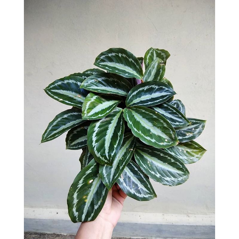 tanaman hias calathea silver back indoor