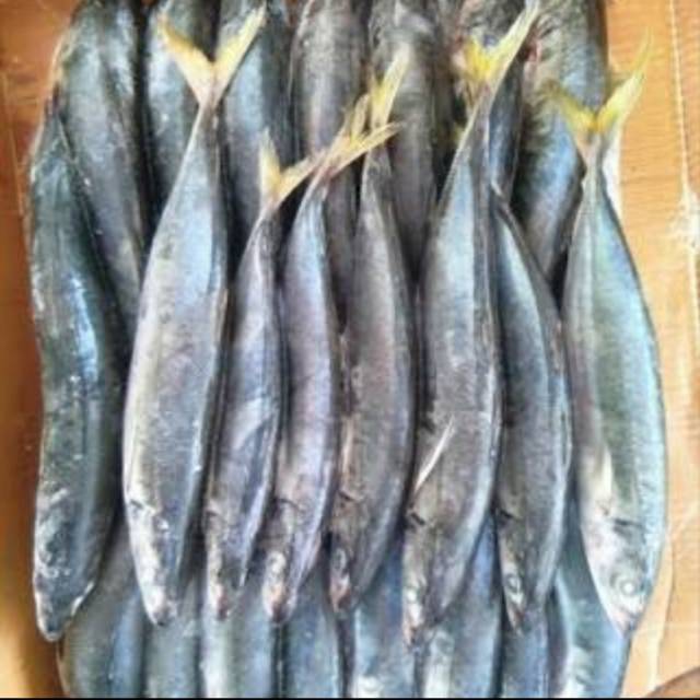 

Ikan Layang Segar
