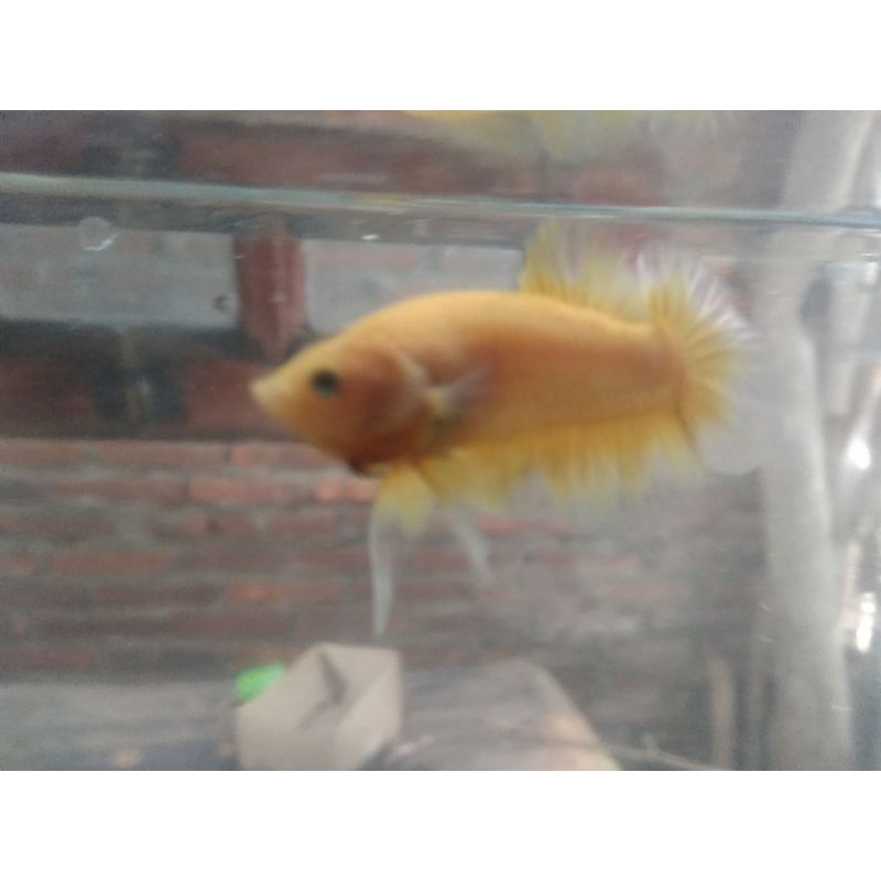 (COD) Promo  Ikan Cupang Plakat // Yellow Banana // Bahanan // Warna Cantik Cerah//