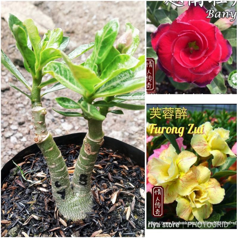 Bibit bunga kamboja 1 pohon 2 warna size A+