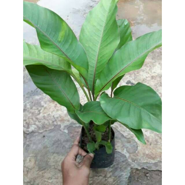 Jual Promo Tanaman Hias Heliconia Pisang Bali Pisang Hias Shopee