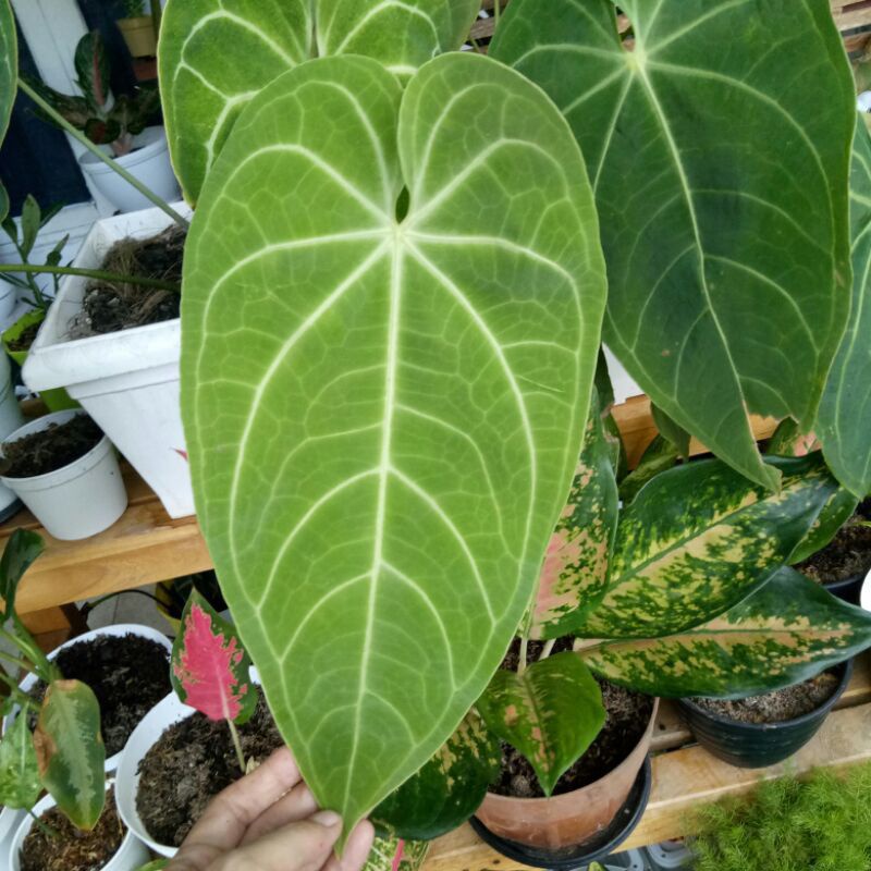 anthurium kuping gajah magnificum