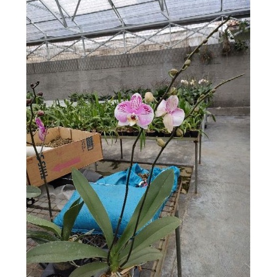 ANGGREK BULAN MERAH PUTIH