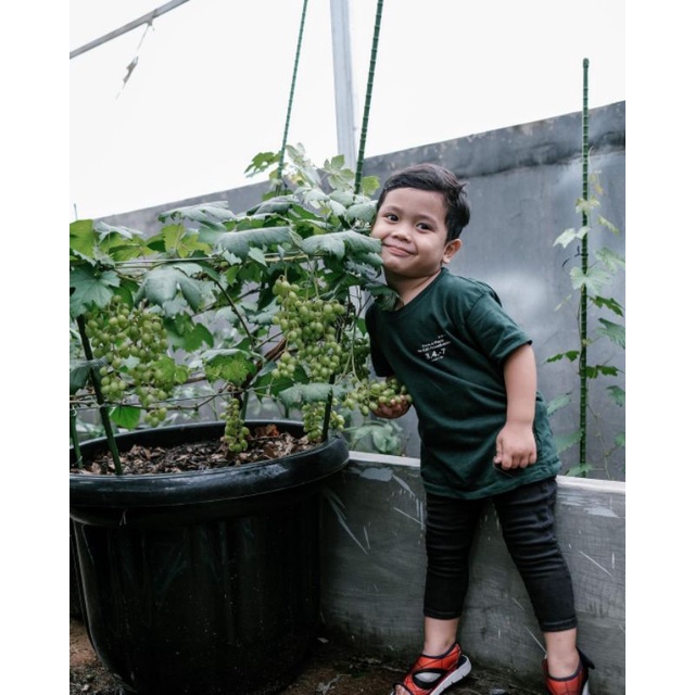 Bibit Anggur Import Jenis Jupiter Asli  Super