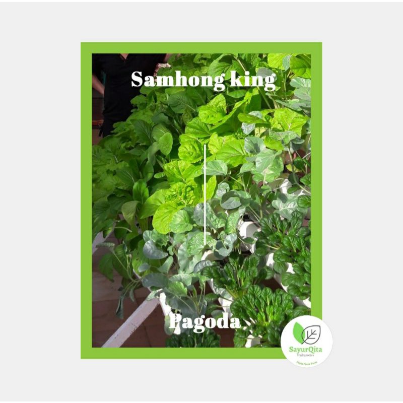 

Samhong King Hydroponic