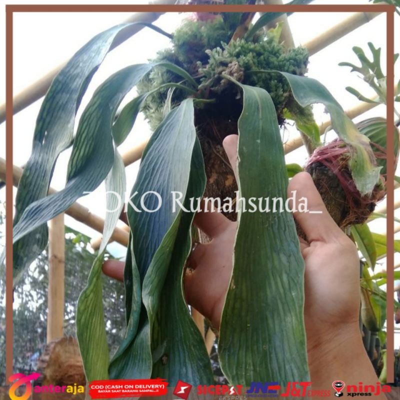 Tanaman hias kumpai dasi atau kadaka dasi