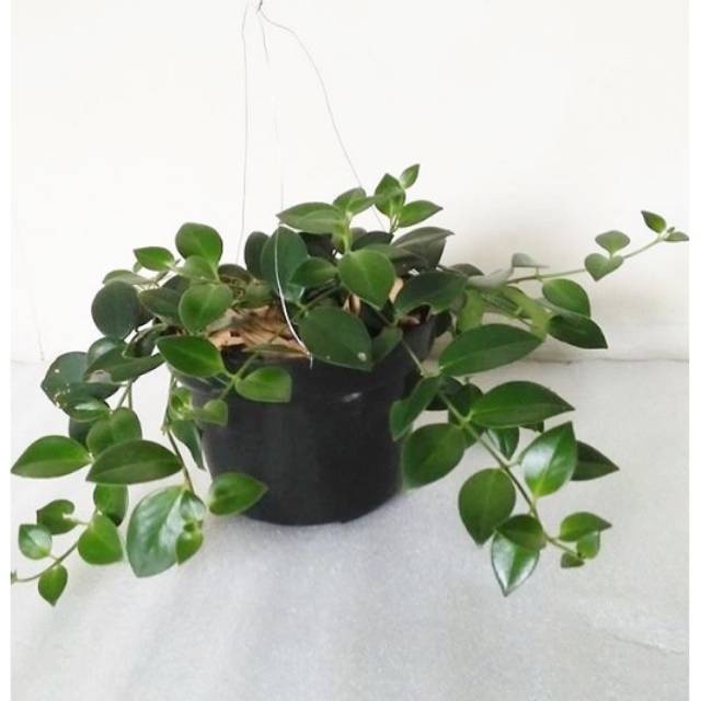 Tanaman hias gantung lipstik / tanaman pot gantung / tanaman gantung lipstik / tanaman lipstik