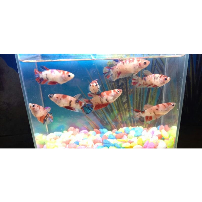 ikan cupang hias multicolor