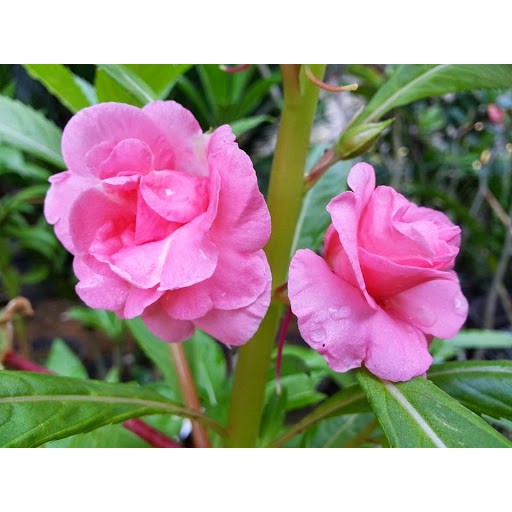 Benih Bibit Biji - Bunga Pacar Air Tumpuk PINK / Pink Rose Balsam Impatiens Balsamina Seeds