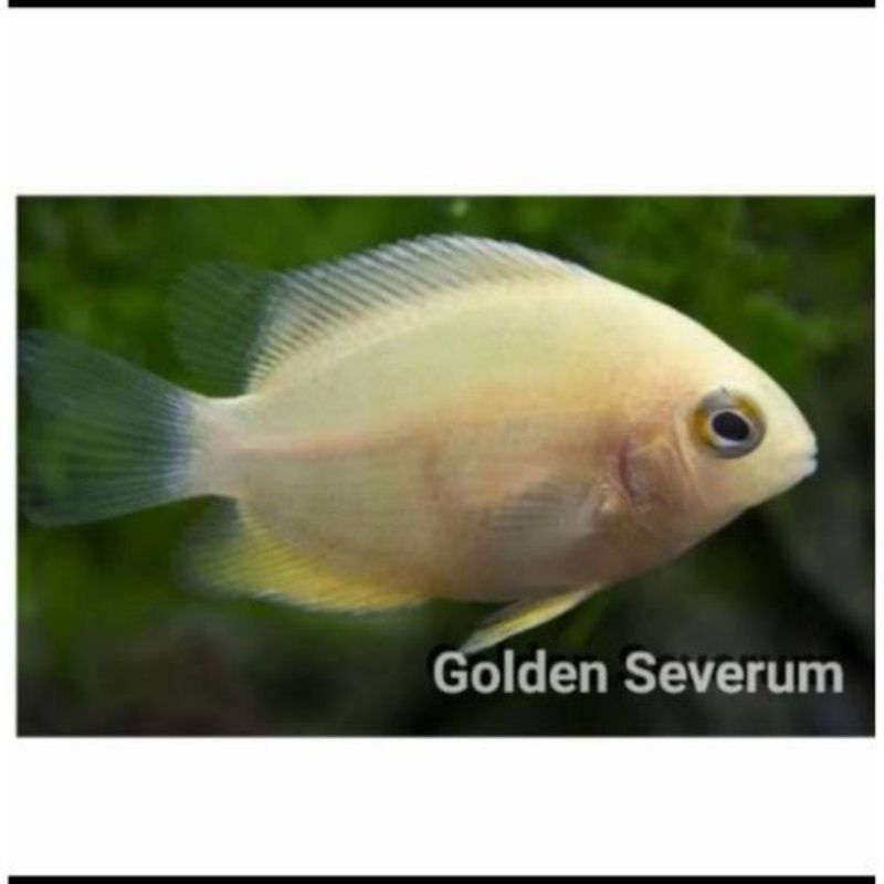 Golden severum