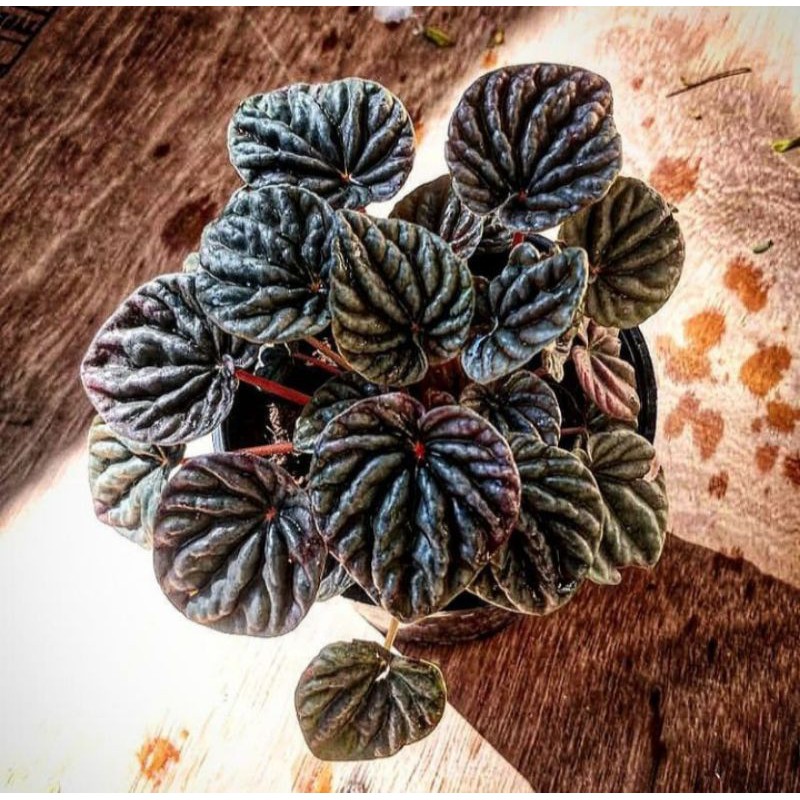 Tanaman Hias Peperomia Caperata Silver/Peperomia kerut Silver