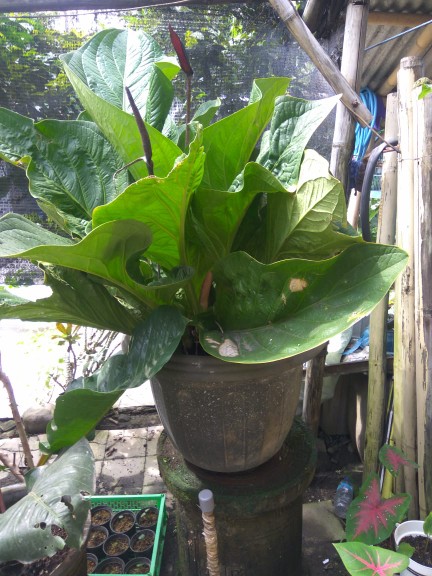 Kemeja Batik Pria Lengan Panjang Size M L Xl Xxl  Bswart Batik Hrb026 Kenongo Hem Panjang Padi