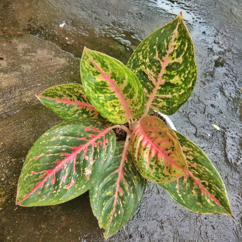 aglonema big papa mutasi