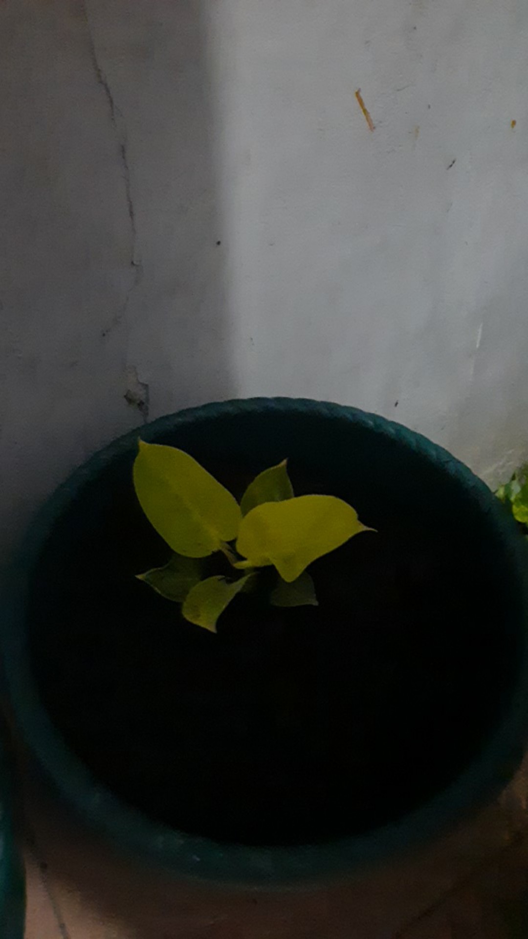 Tanaman Hias Philodendron Moonlight (philo Lemon)