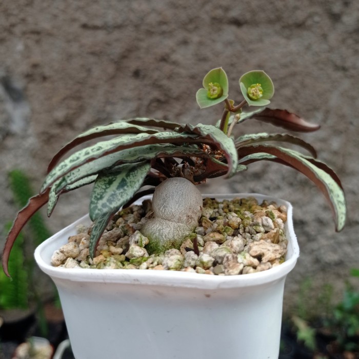 euphorbia francoisii