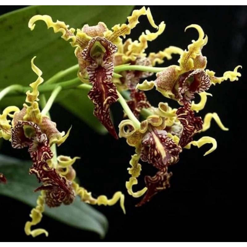 Dendrobium Spectabile