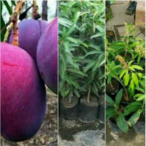 h1o BIBIT MANGGA 3 BATANG(IRWIN,KIOJAY,CHOKANAN) B@ru