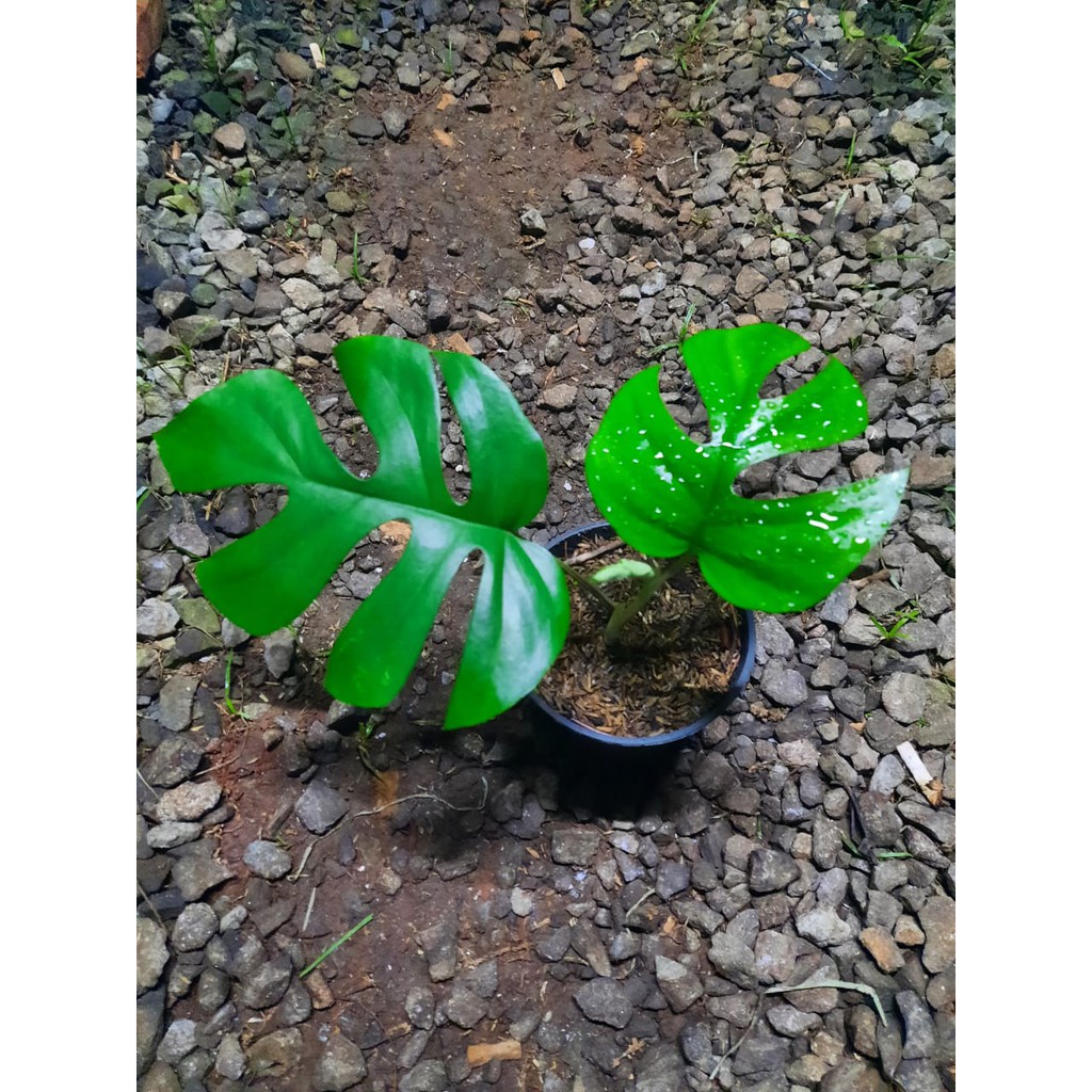 Raphidopora tetrasperma