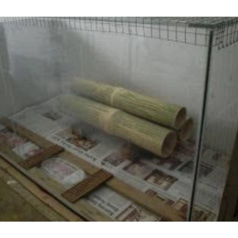 bambu rumah tokek 50cm