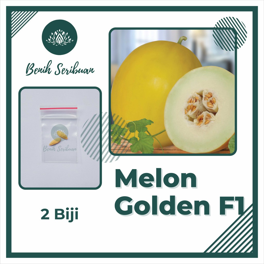 2 Benih Bibit Melon Golden F1 Hibrida Eksis Buah Buahan Melon Kuning Super Bintang Asia Tahan Virus Unggul