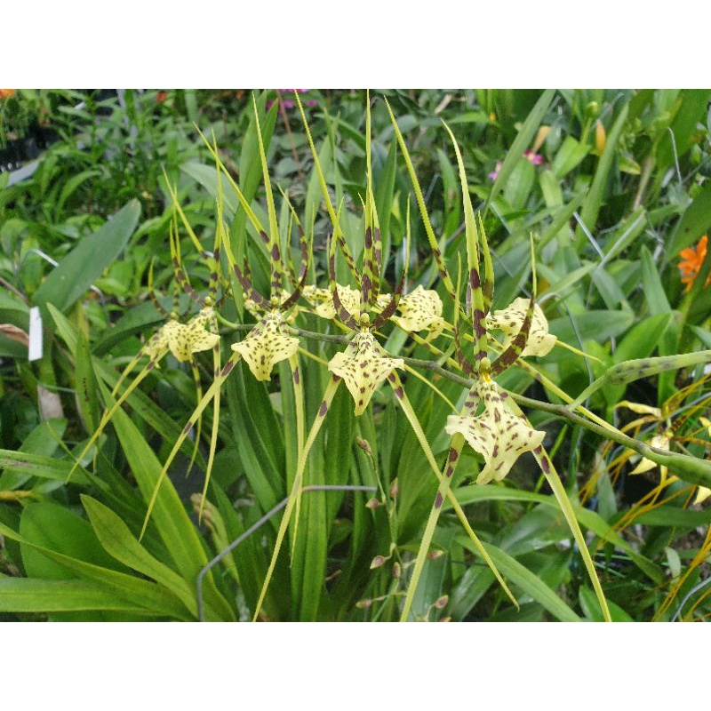 Anggrek ocidium brassia Arcuigera