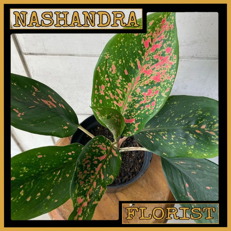 Tanaman Hias Bubga Aglonema Ruby Pink