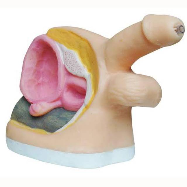 Phantom / manikin / gambar Kateter Pria