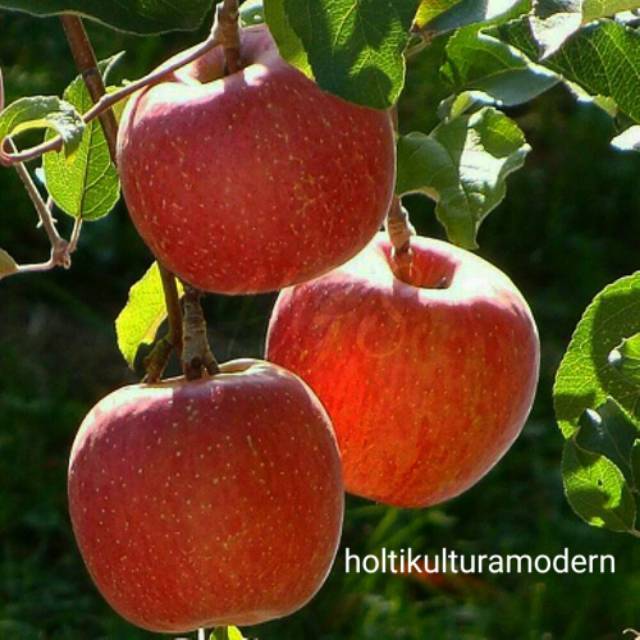 BIBIT BUAH APEL ANA UNGGUL