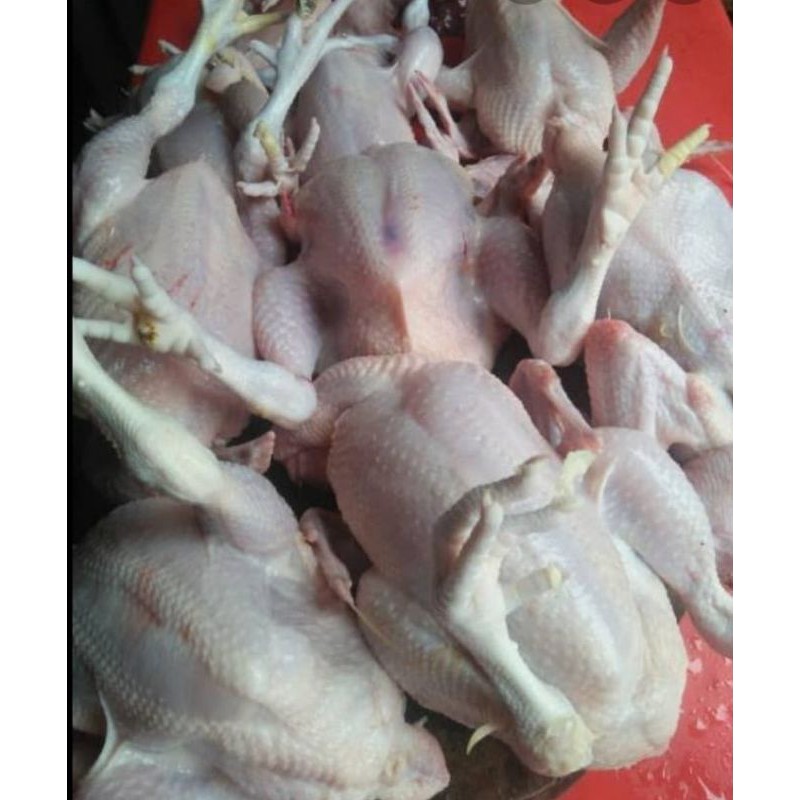 

Ayam Broiler Fress Ukuran 1kg