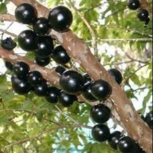 Bibit anggur brazil preco